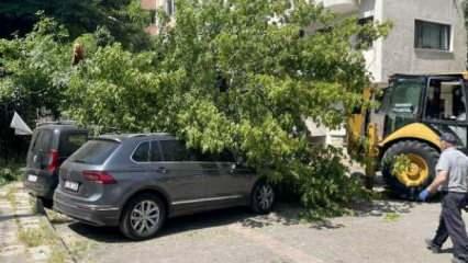 Kadıköy'de ağaç devrildi: 2 araçta hasar oluştu