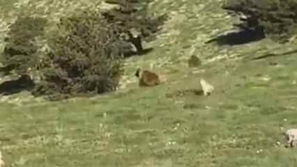 Kangal köpeği ayıdan sürüyü böyle kurtardı