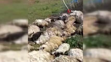 Tokat'ta gök gürültüsünden ürken 55 koyun telef oldu