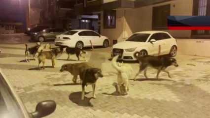 Gaziosmanpaşa'da sürü halinde gezen köpekler anne ve çocuğuna saldırdı!