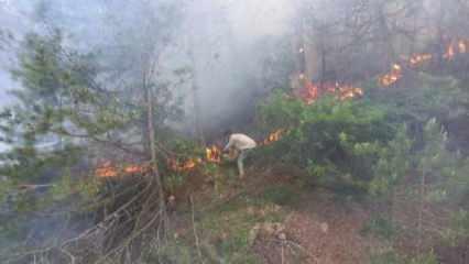 Göynük'te orman yangınında 1 hektar alan zarar gördü