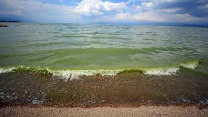 İznik Gölü, alg patlaması nedeniyle yeşile büründü