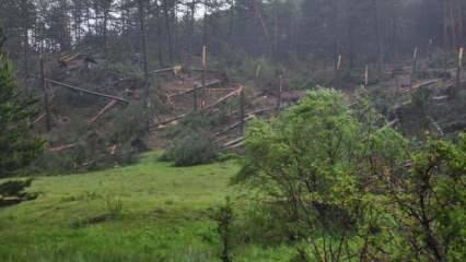 Kütahya'da hortum paniği: 80’e yakın ağaç devrildi