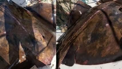 Mersin'de balıkçılar 200'er kiloluk 2 vatoz yakaladı! Şaşkınlıklarını gizleyemediler  
