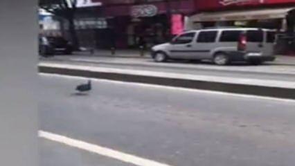 İstanbul trafiğindeki tavuk görenleri şaşırttı