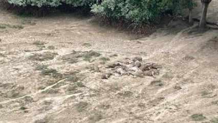 Kayseri'de sele kapılan 230 koyun öldü