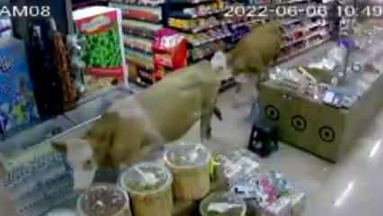 Sahibinin elinden kaçan kurbanlık inekler markete girdi