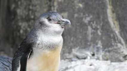 Yeni Zelanda kıyılarında yüzlerce küçük penguen ölü bulundu