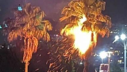 Sekapark’ta korku dolu anlar! Dilek feneri palmiye ağacını yaktı 