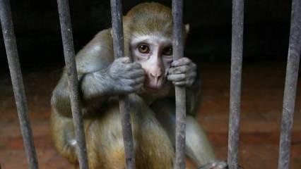 Tanzanya'da maymunların kaçırdığı bebek hayatını kaybetti