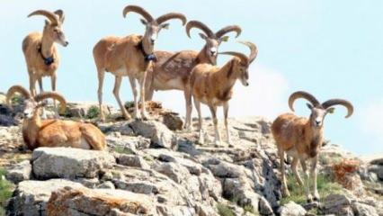 Anadolu yaban koyunları fotokapanla görüntülendi