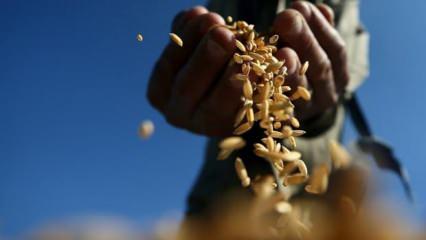 Buğday, mısır, şeker ve pamuk fiyatları düştü: Resesyon endişesi...