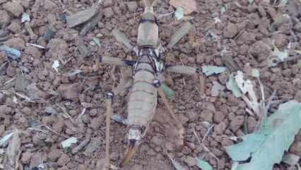 &Ccedil;ukurca'da dev &ccedil;ekirgeyi g&ouml;renler b&uuml;y&uuml;k şaşkınlık yaşadı 