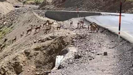 Hakkari&rsquo;de avlanma yasağıyla birlikte yabani hayvan pop&uuml;lasyonu arttı