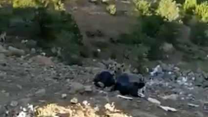 Ter&ouml;rden temizlenen Hakkari dağları yaban hayvanlarıyla renklendi 