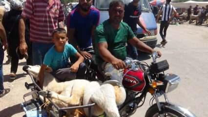 Kilis’te kurbanlıkların tanesini 50 TL’den motosikletle taşıyorlar