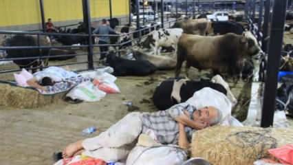Mal canın yongasıdır deyip kurban pazarında nöbetleşe uyuyorlar   