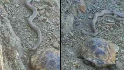 2 metrelik yılan ve kaplumbağa birlikte görüntülendi