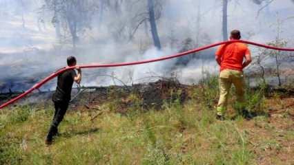 Edirne'de orman yangını; 5 dönüm zarar gördü