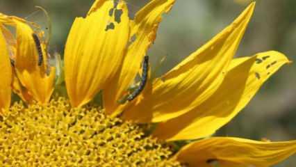 Trakya'da ayçiçeği tarlalarını çayır tırtılları istila etti