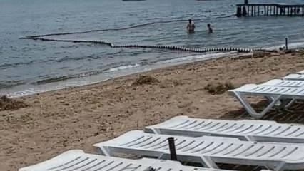 Büyükada'da halk plajında 'striknin' tehlikesi: Ölümle sonuçlanabilir!