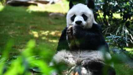 En yaşlı erkek dev panda 35 yaşında öldü