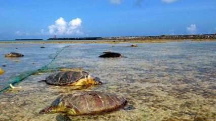 Japonya’da 30'dan fazla kaplumbağa boğazından bıçaklandı