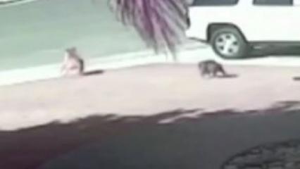Kahraman kedi büyük beğeni topladı: Küçük çocuğu sokak köpeğinden böyle kurtardı