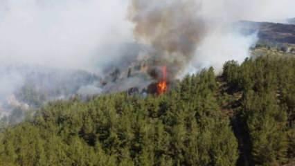 Manisa'da çıkan orman yangını kontrol altında