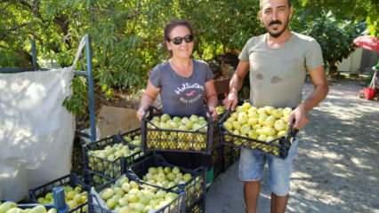 Silifke inciri Dubai ve Katar’a ihraç ediliyor