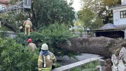 Üsküdar'da ağaç devrildi; otomobil hasar gördü