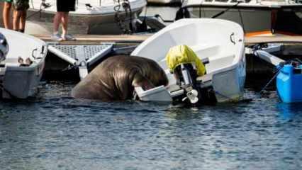 "Freya" adlı 600 kilogramlık mors Norveç'te sahil kasabasını birbirine kattı
