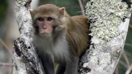 Japonya'da dehşet saçan maymunlardan biri öldürüldü