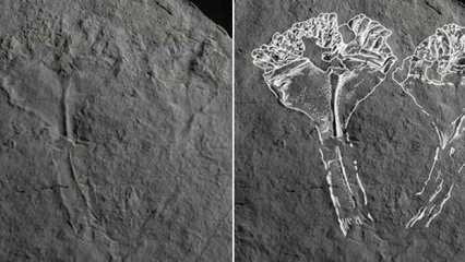 560 milyon yıl öncesine ait! Tarihin en yırtıcı hayvanının fosili bulundu