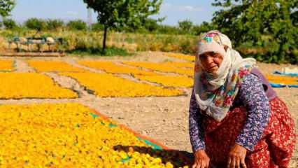 Malatya’da kayısı hasadı başladı! Bin 782 ton rekolte bekleniyor