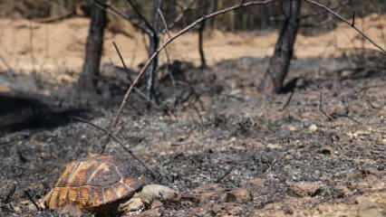 Orman yangınından geriye kalan acı kare: Alevlerden kaçamayınca telef oldu