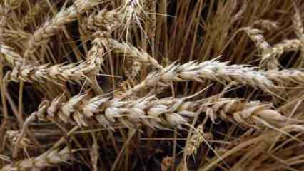 TMO’da buğday ve arpa alım taban fiyatları belirlendi