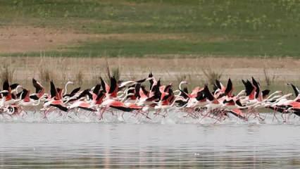 Tuz Gölü'ndeki flamingoların korunması için önlem