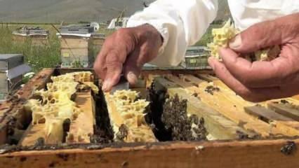 Kafkas arılarının tescilli balında 900 ton üretim beklentisi