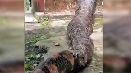 Dünyanın en büyük yılanlarından biriyle bahçesinde karşılaştı