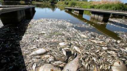 Polonya'nın Oder Nehri'nde 10 ton balığın öldüğü "ekolojik felaket" araştırılıyor