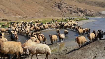 Şırnak'ta g&ouml;&ccedil;erler yayla yolunu tuttu, ortaya belgesel tadında g&ouml;r&uuml;nt&uuml;ler &ccedil;ıktı