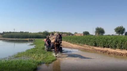 Suruç'ta taban suyu yükseldi, bazı mahalleler adeta bataklığa döndü