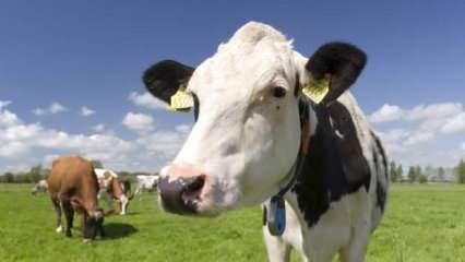 Fransa'da bir çiftçi, ineklerinin sağlığını etkilediği gerekçesiyle 4G antenini söktü