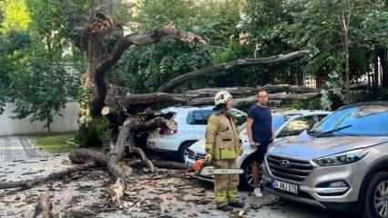 Kadıköy'de çınar ağacı park halindeki 5 aracın üzerine devrildi