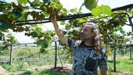 Kuaförlüğü bırakıp çiftçi oldu: Kivi yetiştiriyor