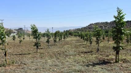 Şırnak'ta devlet desteğiyle aşılanan fıstık ve ceviz ağaçları üreticiye gelir olacak