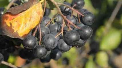Süper meyve ‘Yalova aronyası” hasat için gün sayıyor