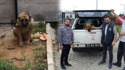 Trabzon’da ilginç olay! Bekçiyi ısıran köpeğe 2 gün gözaltı
