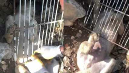Bingöl’de demirlere sıkışan köpek kurtarıldı 